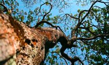 CO2 - Hvad er det og hvordan måles det?